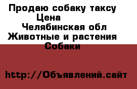 Продаю собаку таксу › Цена ­ 1 000 - Челябинская обл. Животные и растения » Собаки   
